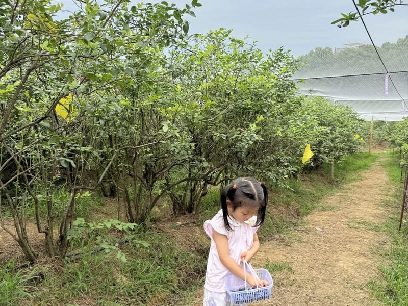 Hangzhou: Xieshengling Trail & Blueberry Picking Day Trip