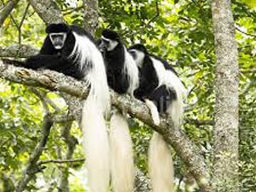 Day Trip Arusha National Park Optional Canoe and Walking Safaris