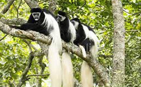 Day Trip Arusha National Park Optional Canoe and Walking Safaris