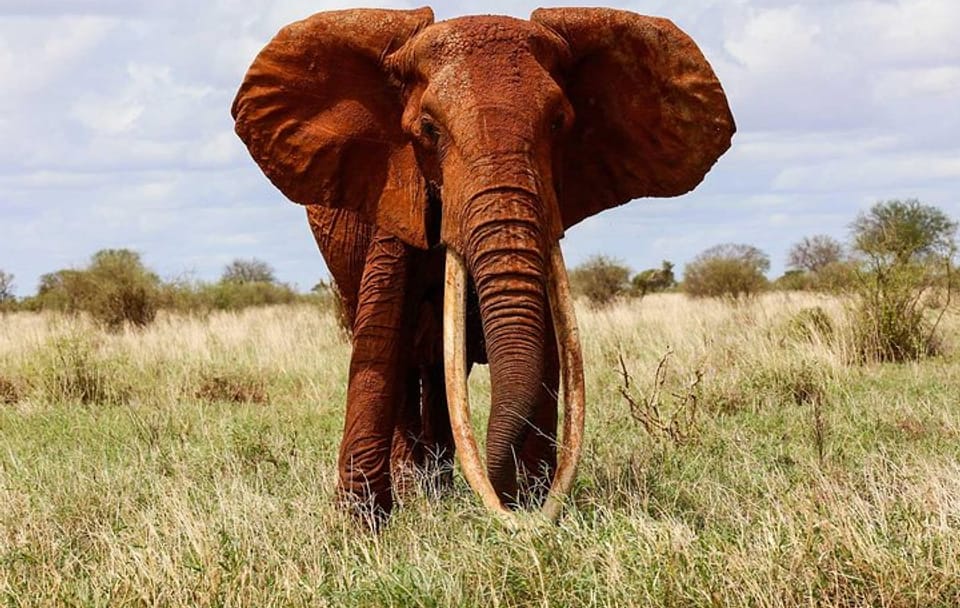2-Day Tsavo East National Park Safari From Mombasa