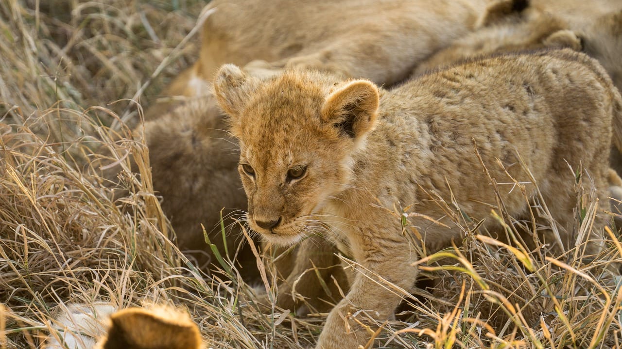 4 days,3 nights group joining lodge safari to Serengeti ,Ngorongoro and Manyara 4
