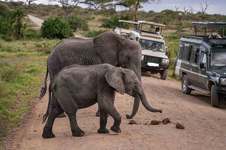 Amboseli National Park Safari: Wildlife Viewing & Mt. Kilimanjaro Experience