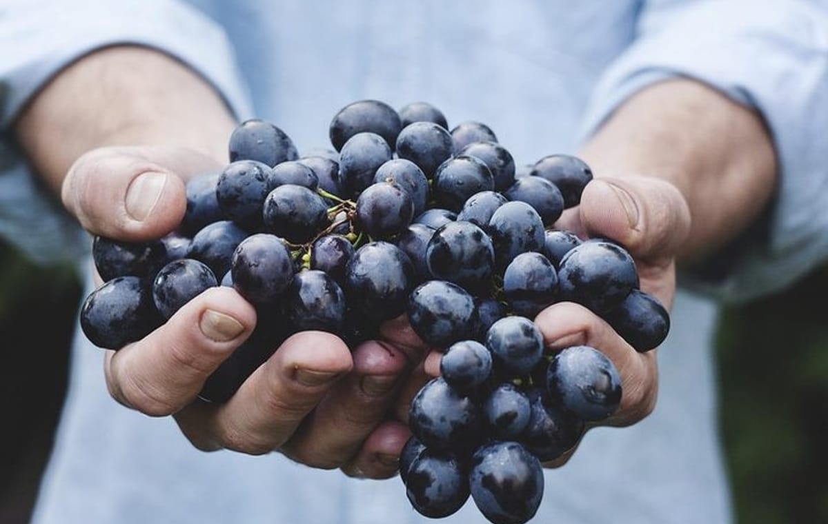 1 DAY:Moldova Wine tour  to Chateau Purcari Winery from Chisinau