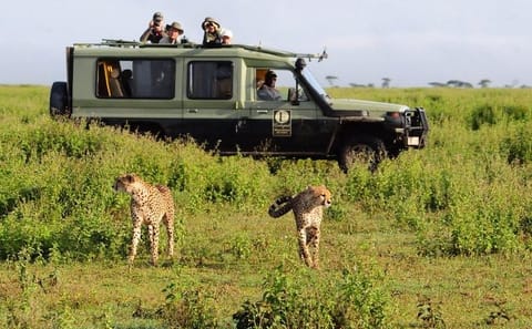7-Day Wildlife Safari in Kenya's Iconic National Parks