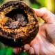 brazil nut