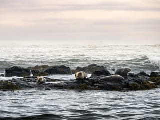 Snæfellsnes Peninsula - Private Tour (1–6 passengers), photo 8