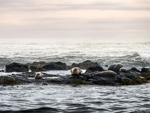 Snæfellsnes Peninsula - Private Tour (1–6 passengers), photo 8