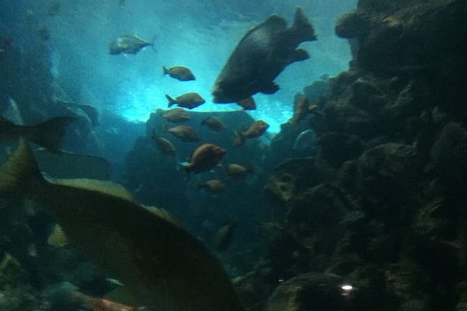 Private Family Day Tour in Guangzhou to Grandview Aquarium and Guangzhou Zoo photo 5