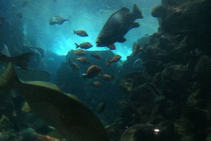 Private Family Day Tour in Guangzhou to Grandview Aquarium and Guangzhou Zoo 5