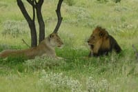 Exclusive full day Chobe game drive safari 6
