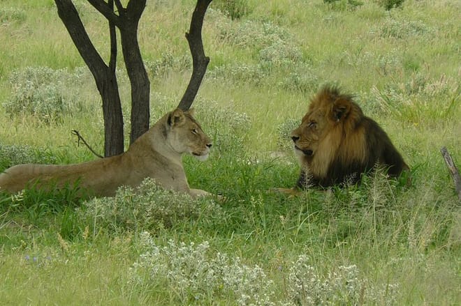 Exclusive full day Chobe game drive safari 6