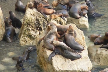 Punta Loma Sea Lion Viewing and City Tour from Puerto Madryn