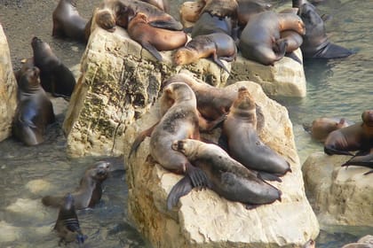 City Tour and Sea Lions at Punta Loma from Puerto Madryn