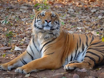 Cultural and Nature Tour of Amchha Khurd, Bhojpur, and Bhopal