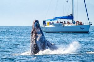 Puerto Vallarta Luxury Sailing with Premium Open bar & lunch