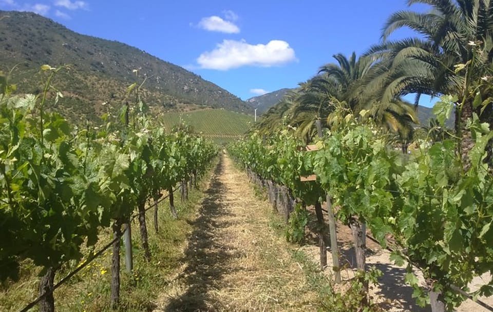 Private Casa Blanca Valley Wine Experience from Santiago