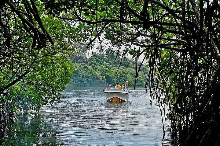 Madu River Boat Safari & Turtle Release at Kosgoda Hatchery