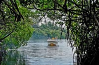 Madu River Boat Safari and Kosgoda Turtle Hatchery from Bentota 1