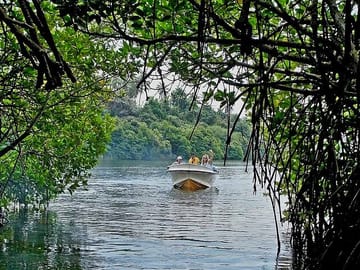 Madu River Safari and Turtle Hatchery Tour from Bentota