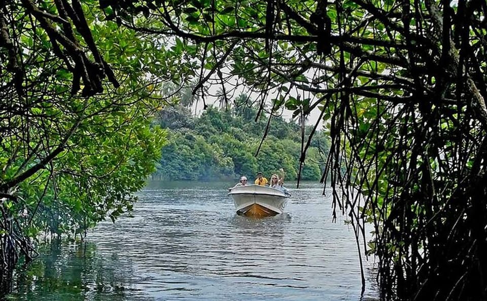 Madu River Safari and Turtle Hatchery Tour from Bentota