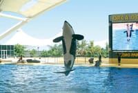 Twin ticket (Loro Parque + Siam Park) with transfer to Loro Park 1