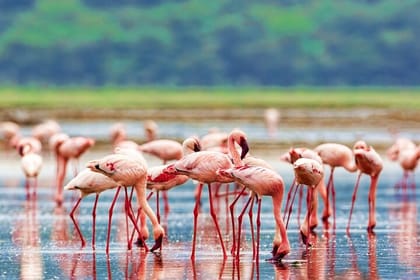 2Days Lake Bogoria and Lake Nakuru National Park Safari