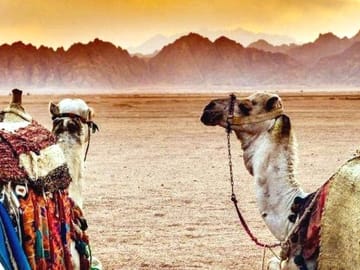 Desert Safari Quad Biking and Bedouin Dinner in Sharm El Sheikh