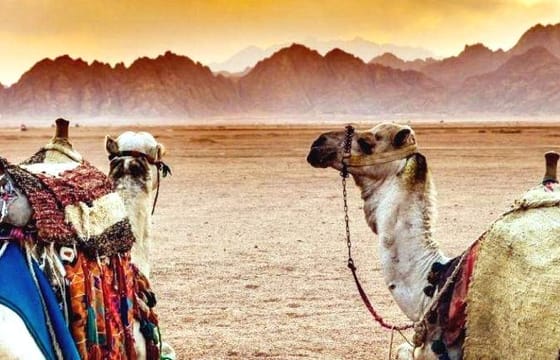 Desert Safari Quad Biking and Bedouin Dinner in Sharm El Sheikh