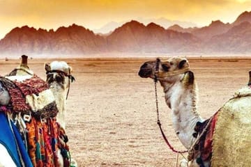 Desert Safari Quad Biking and Bedouin Dinner in Sharm El Sheikh