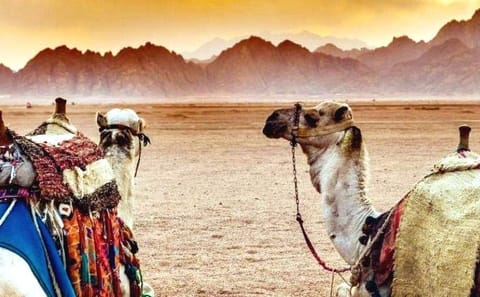 Desert Safari Quad Biking and Bedouin Dinner in Sharm El Sheikh