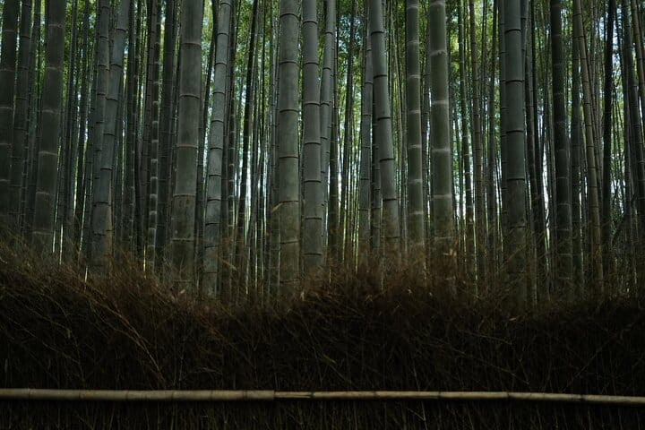 Kyoto Early Bird Tour Tokyo Round or One Way Shinkansen  6