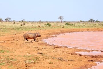2 Days, 1 Night – Tsavo East National Park Safari