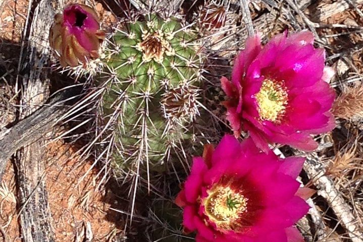 Hedge hog Cactus flowers