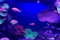 Dubai Aquarium and Underwater Zoo Admission Ticket with Options 9