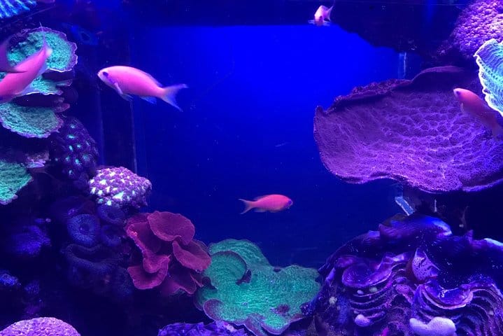 Dubai Aquarium and Underwater Zoo Admission Ticket with Options 9