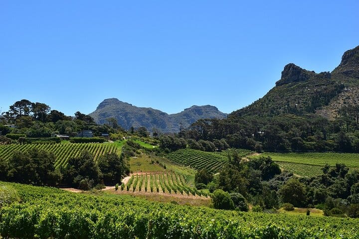 Exclusive Constantia: Private Tour of Cape Town's Wine Country