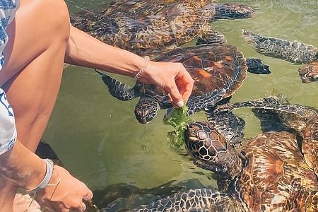 Mnemba Island, Nungwi Village & Sea Turtle Experience