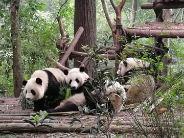 panda