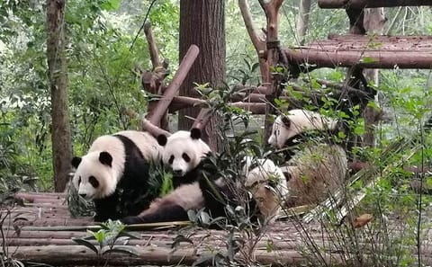 Giant Panda & Sichuan Cuisine Cooking Class 1 Day Tour