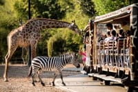 Chiang Mai Day or Night Safari Park 7