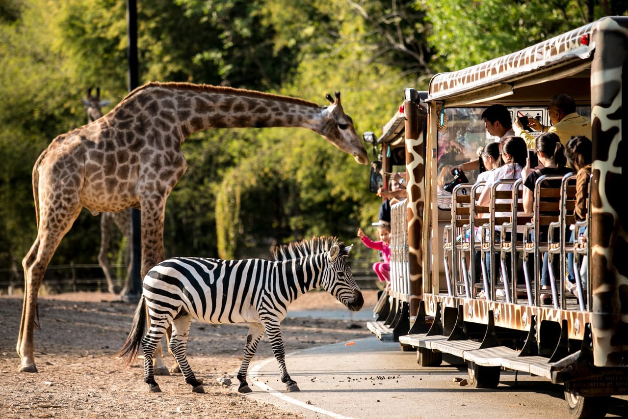 Chiang Mai Day or Night Safari Park 7