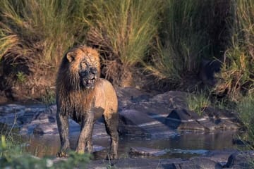 Private 3-Day Safari Adventure in Murchison Falls, Uganda