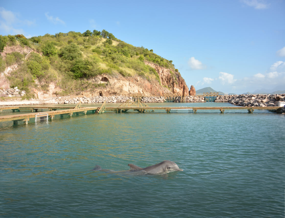 Dolphin Swim Adventure at St.Kitts 6