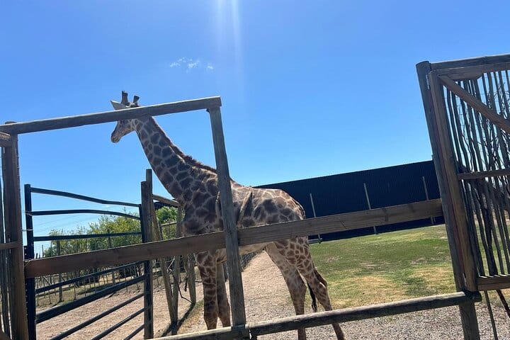 Giraffe Encounter and Lion Park with Wine Tasting in Stellenbosch