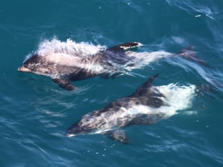 Reykjavík Classic Whale Watching , photo 18