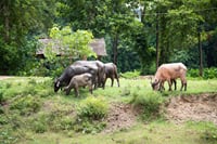Elephant World Kanchanaburi with Private Transport from Bangkok 9