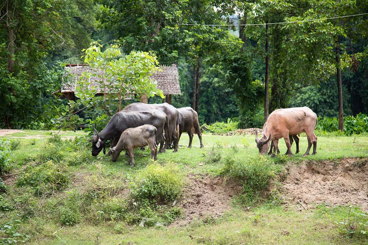 Elephant World Kanchanaburi with Private Transport from Bangkok 9