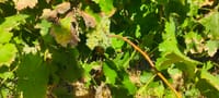 From Lisbon: Évora Wine, Bones Chapel & Cork Experience 5
