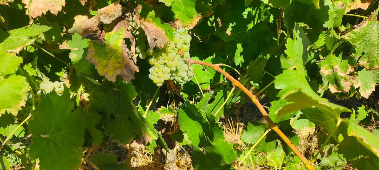 From Lisbon: Évora Wine, Bones Chapel & Cork Experience 5