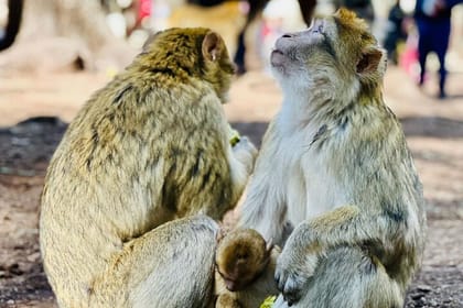 Hiking in Forest – Private Day Trip From Fes to Middle Atlas